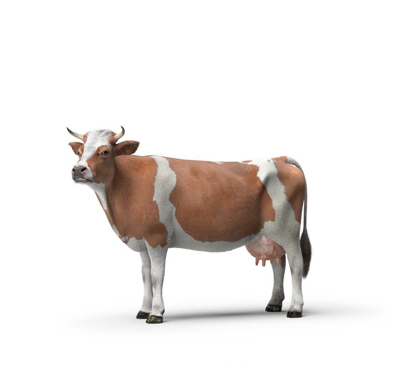 Name: Das Milch-Kuh-Quiz 9. Wie viel wiegt ein Kalb bei der Geburt? 3 5 kg 15 25 kg 40 50 kg 11. Was füttert der Bauer den Kühen im Winter? Heu und Silage Kartoffeln und Karotten Äpfel und Birnen 13.
