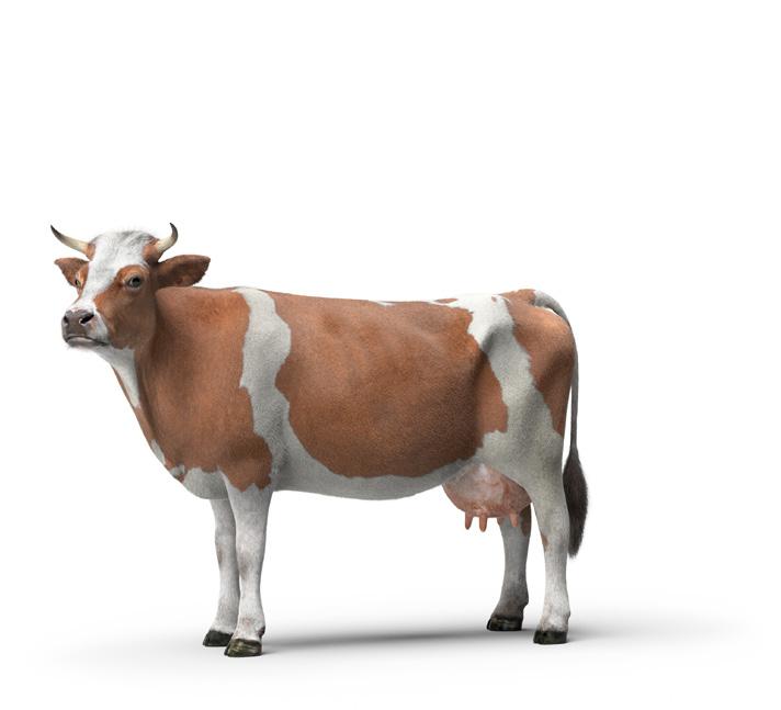 Name: Milchprodukte-Faltblatt (Leporello)! Hinweis Die Kuh gibt Milch. Aus Milch kann man viele feine Milchprodukte herstellen. Aufgabe 2 Schneide die Milchprodukte aus.