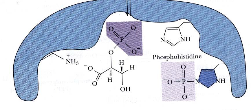 Schritt 3: Zersetzung des Komplexes unter Bildung des Produktes 2-PG, wobei das Enzym regeneriert wird.
