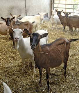 ZIEGENFLEISCH Die Ziegenhaltung hat in der deutschen Landwirtschaft nur noch eine geringe Bedeutung und ist ebenso wie die Schafhaltung rückläufig.
