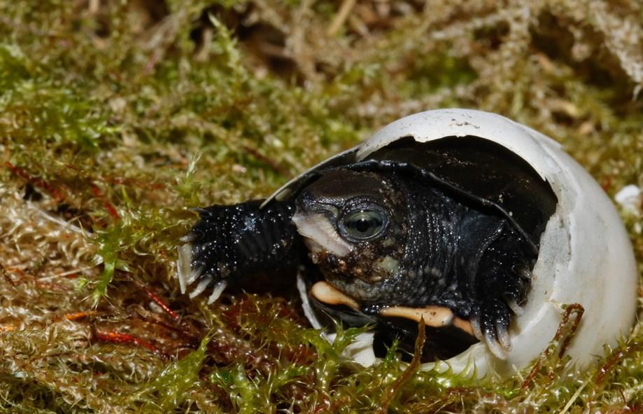 Bedrohte Schildkröten kehren in die Wildnis zurück Zootier des Jahres 2018 erbringt mehr als 50,000 Berlin/Landau, 14. Dezember 2018.