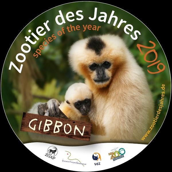 Der Gibbon Das Zootier des Jahres 2019 Gibbons gelten als die bedrohtesten Menschenaffen der Welt, doch kaum jemand weiß um die prekäre Lage dieser asiatischen Baumbewohner.
