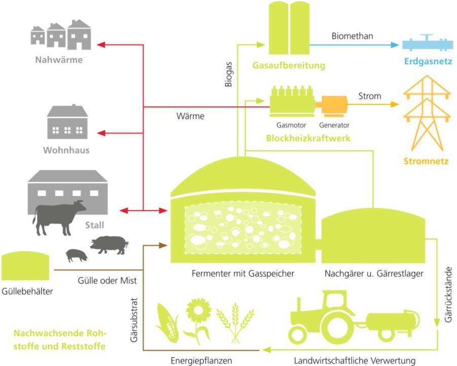 Vorteile der Biomasse als Energiequelle klimaschonend (gespeicherte Sonnenenergie)