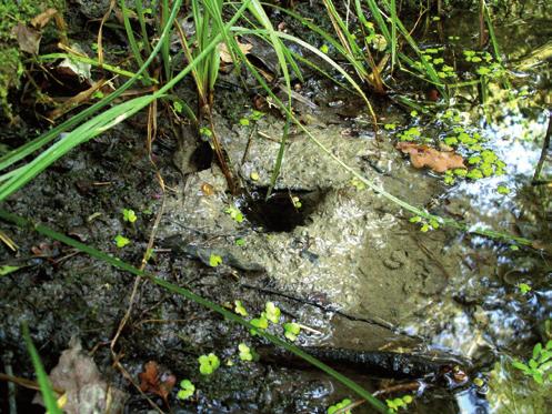 Der Kalikokrebs gräbt in geeignetem Bodengrund tiefe Wohnröhren.
