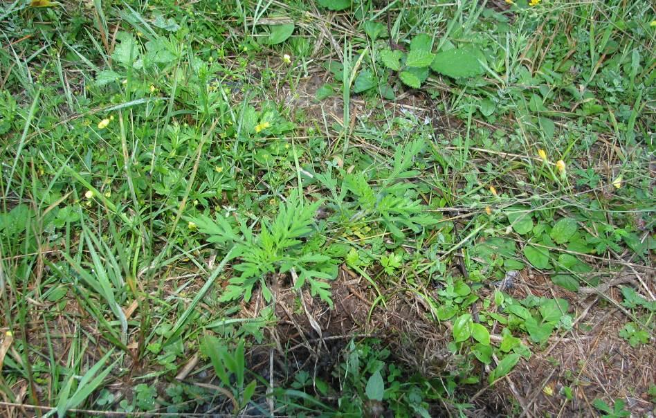 NSG-Album Moosbachtal - 11 - Auch die Beifuß- Ambrosie (Ambrosia artemisiifolia) gehört als