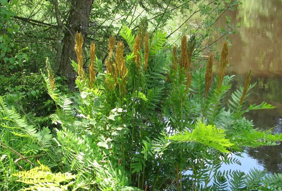 Die Art hat im Gebiet eines der wenigen Vorkommen im Pfälzerwald.