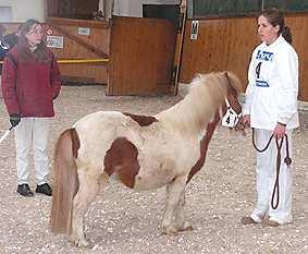 Jungtierschau 1 jährige Tiere - von 14 vorgeführten Ponys erhielten 6 eine