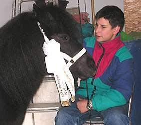 Jungtierprämie 3 jährige Tiere - von 7 vorgeführten Ponys erhielten 5 eine