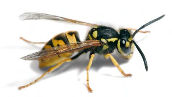 Aus aktuellem Anlass möchten wir Sie informieren, wie wir Ihnen bei einem Wespen-Nest helfen
