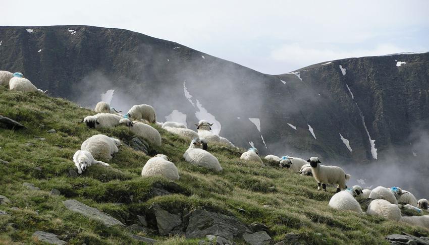 Integration eines Schutzhundes in eine Herde Walliser Schwarznasenschaf (Juni 2006) Allgemeine Angaben zum Einsatzort Foto 1: Die Schwarznasenschafe gemeinsam mit dem Hund auf der Alp.