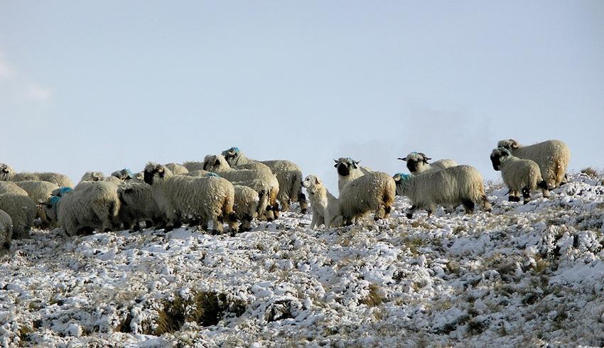 Foto 3: Die Herde mit der Schutzhündin nach Schneefall Ende August. Weiterer Verlauf der Alpsaison 2006 13. Juli: die Hündin muss wegen einem Abszess abgeholt und tierärztlich behandelt werden. 15.