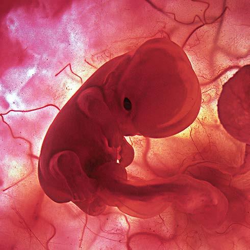 Im Wandel Mensch im Miniaturformat Zum Ende des ersten Trimenons sind die Blutgefäße und alle Organe vollständig angelegt. Aus einem kleinen Zellhaufen ist ein Mensch im Miniaturformat geworden.