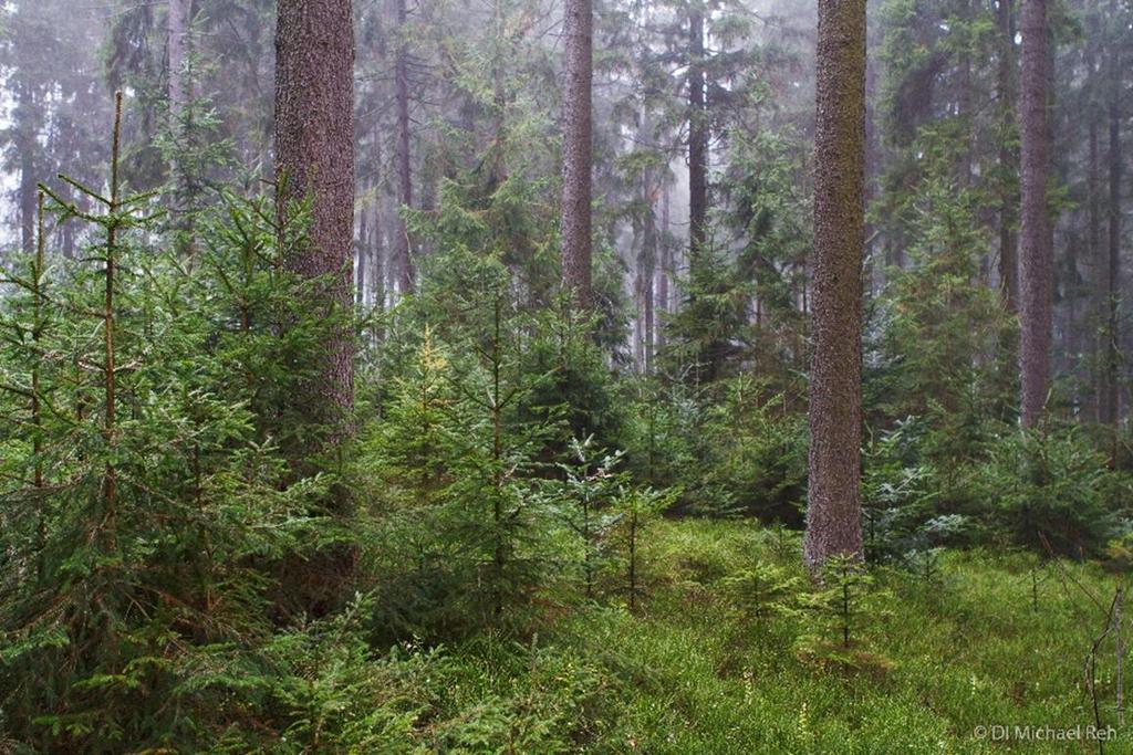 Waldbautechniken Potential der
