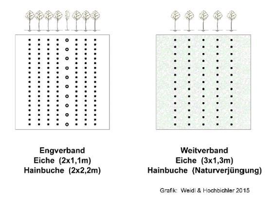 Gesamtflächen- versus Teilflächenbepflanzung am Bsp. Eiche 4.