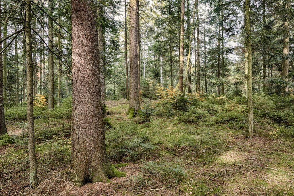 Waldwirtschaft hat Zukunft Ernteschäden vermeiden Produktionskraft des Bodens Betriebsziel, Planung