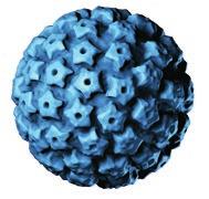 Humane Papillomaviren Humane Papillomaviren Typen tragbaren Erkrankungen kann vor HPV nur teilweise schützen, der Gebrauch ist aber zu empfehlen ( Safer Sex ).
