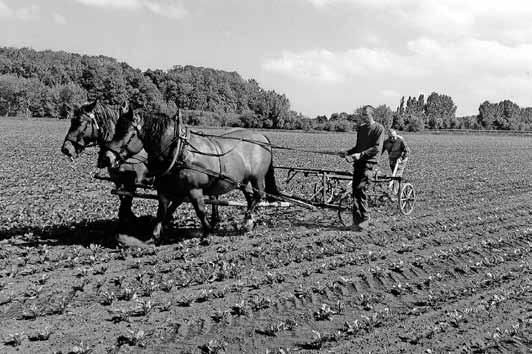 Vereinshaus Gartenanlage Am Ditfurter Berg ab 14:30 Uhr - Spiel und Spaß für die Kinder mit Bettina; Kinderschminken; Hüpfburg; Glücksrad; Ponyreiten - Torsten mit seiner Tier- und Zauberschow -