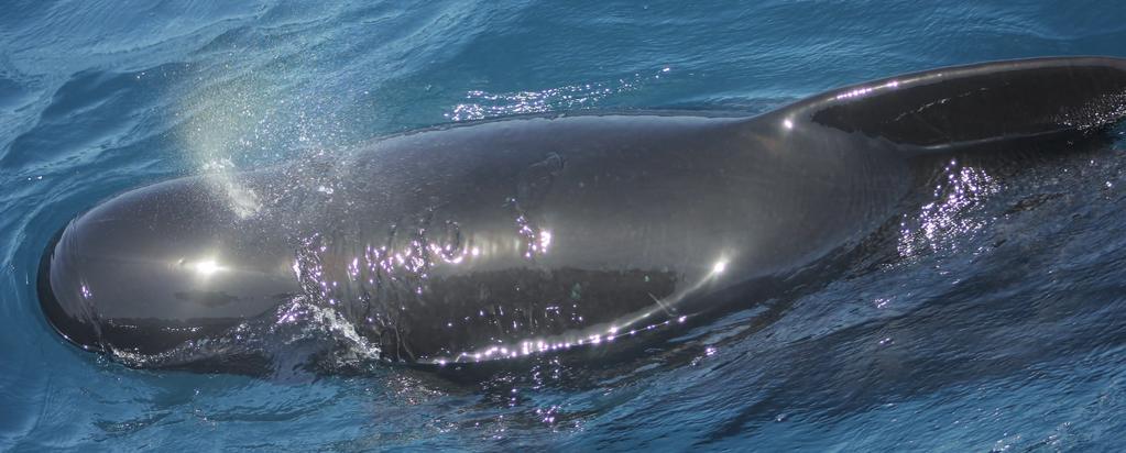 Der Mageninhalt des Grindwals ist ein trauriger Spiegel für den Zustand der Meere: Er beinhaltet 80 Plastiktüten. Beispiel 2: Im Februar 2017 strandet ein Cuvier-Schnabelwal an der Küste Norwegens.