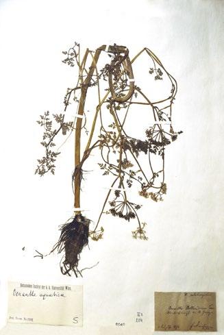 10 Pflanzen Herbarium große Auswahl 2019 mit Wurzel 2018 frei Wählbar