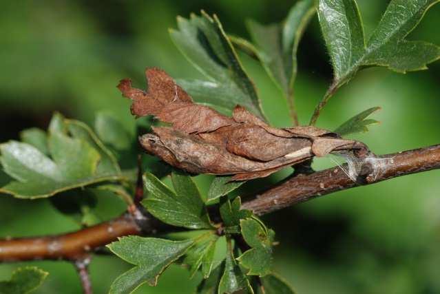 2007 Sie leben gesellig in einem hellen Gespinst auf den Blättern der Futterpflanzen. Die Raupen entwickeln sich oft sehr unterschiedlich.