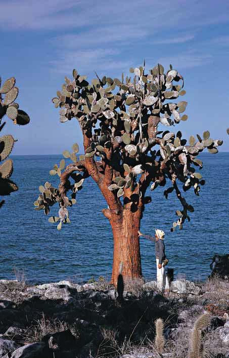 Pachycereus pringlei, der Cardón der Halbinsel Baja California, Mexiko. Opuntia echios var. barringtonensis von den Galápagos-Inseln.