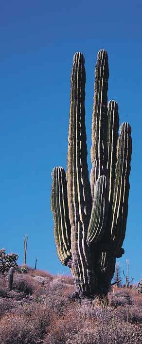 Die Familie Cactaceae Eine sukkulente Pflanze hat die Fähigkeit, in ihren Geweben Wasser zu speichern, um in trockenen Klimaten überleben zu können; Kakteen sind solche Pflanzen.