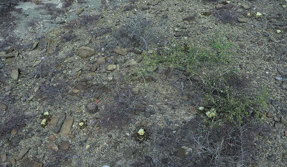 Abb. 6: Etliche Kakteenarten gedeihen am Wuchsort von Ariocarpus trigonus nebeneinander.