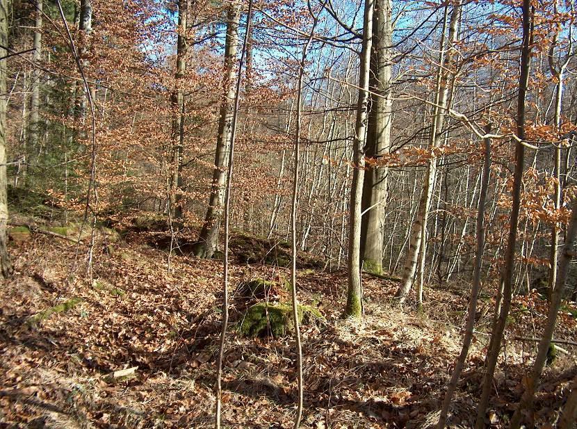 Abb. 3: Mesophiler Buchenwald im Ostteil der geplanten Stillegungsfläche Forstlich überformter Buchenmischwald (01.114) Von den naturnahen Mesophilen Buchenwäldern (01.