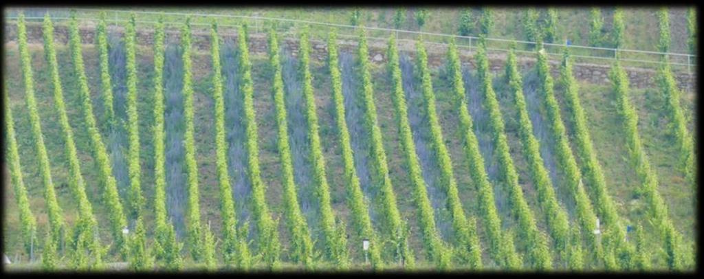 Steillagenweinbau schafft Vielfalt - Das Moselprojekt Projekt des Bauern- und Winzerverbandes Rheinland-Nassau Anwendungsprojekt im Rahmen des