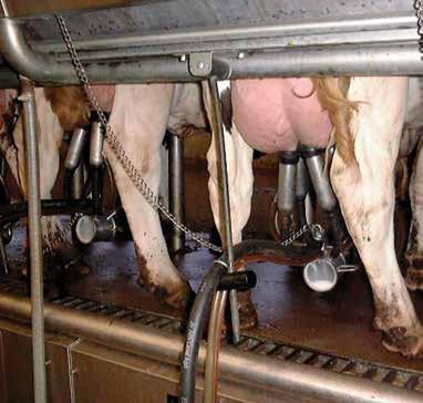 Auch bei unruhigen Kühen ist der Servicearm bedingungslos einsetzbar, da er mit einer Trittsicherung ausgestattet ist.
