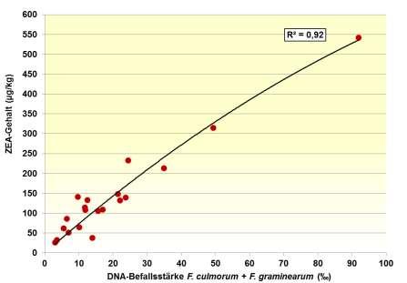 Intensivierung 2013 (Birr, T. Universität Kiel) Beziehung zwischen DNA-Befallsstärke der ZEA-Produzenten F.