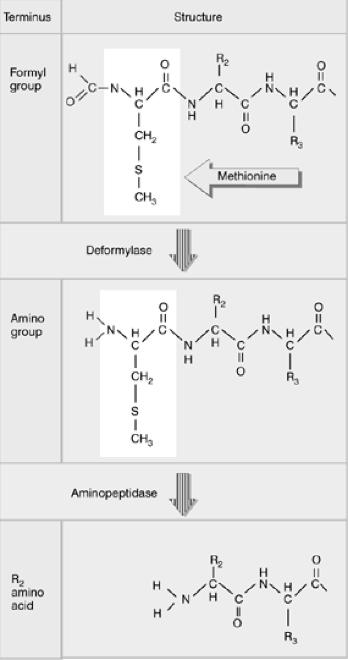 Terminationsphase der Translation Eine Deformylase entfernt den Formylrest vom freigesetzten Peptid, und oft wird auch das Methionin* noch abgespalten.