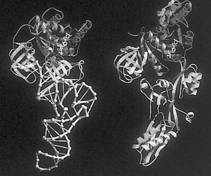 Das ist durch molekulares Mimikry möglich: für das Ribosom sehen sie ähnlich aus, obwohl ein Teil des bindenden Komplexes einmal RNA, die anderen Male Protein ist.
