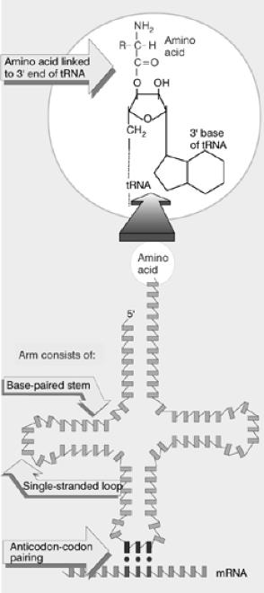 Die Anticodon-Schleife bindet mit dem Anticodon- Triplett an die mrna.