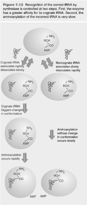 Beladen der trna Für jede der 20 proteinogenen Aminosäuren gibt es eine Aminoacyl-tRNA-Synthetase, die (unter ATP-Verbrauch) die Aminosäure auf alle passenden trnas