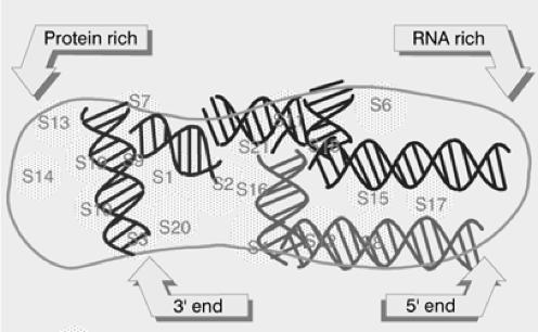 Ribosomen Die RNAs machen bis 70% der Ribosomen aus. Sie bilden das strukturelle Rückrad der Ribosomen. Außerdem machen sie mit der mrna zeitweise Basenpaarung.