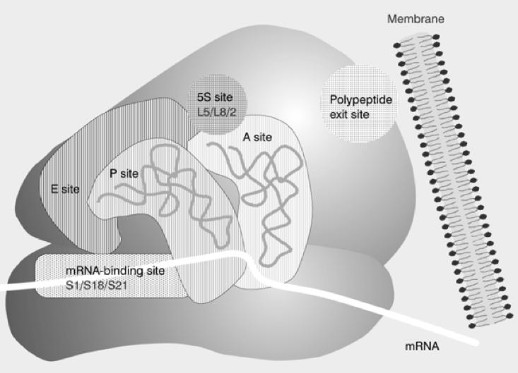 Struktur der Polysomen Feinstruktur der Ribosomen Die mrna macht zwischen A und P-Site einen Knick, dadurch liegen die trnas im Winkel zueinander.