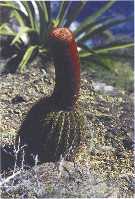 IM HABITAT Agaven und M elocactus in tortu s auf den Kleinen Antillen Julia Etter & Martin Kristen n den letzten Jahren unternahmen wir diverse Reisen in die Karibik. So besuchten wir die Inseln St.