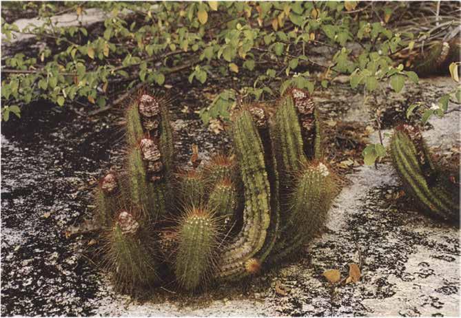 A 1997 /10 Cactaceae Coleocephalocereus purpureus (B u in in g & B r e d e r o o ) F. R i t t e r (purpureus = lat.
