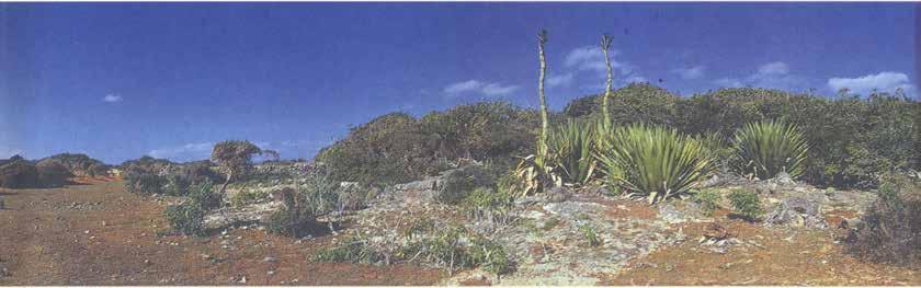 A gave unguiculata alle (von uns gesuchten) Pflanzen in ihrem Habitus der Agave karatto Miller entsprächen.