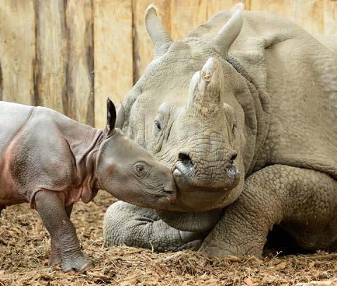 Kurzmeldungen Ein kleines Panzer-Nashorn Am 5. September wurde im Tierpark Berlin ein Panzer-Nashorn geboren. Das Baby war gleich nach der Geburt sehr munter.
