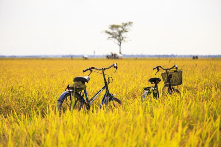 Mit dem Fahrrad über die Insel der Götter (10 Tage) Denpasar Canggu Ubud Munduk Lovina Tulamben Amed Manggis Erleben Sie Bali ganz unverfälscht: auf dem Rad.