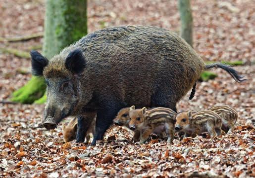Säugetiere Wildschweine können sehr gut riechen und hören und meiden im Wald die Menschen.