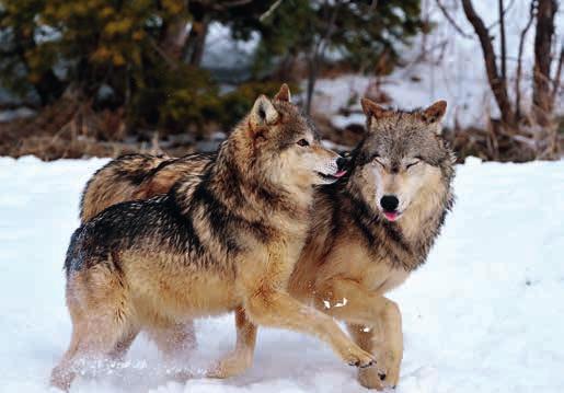 10 Wölfe sind sehr sozial und leben in Familienverbänden. Wolf Canis lupus Hunde Fell meist grau, kann aber auch von Braun bis Schwarz variieren.