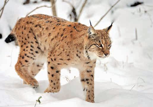 12 Luchse brauchen riesige Reviere von mehr als 50 km² Größe. Luchs Lynx lynx Katzen Fell rötlich braun (im Sommer) bis graubraun (im Winter), meist deutlich gefleckt, Unterseite weiß.