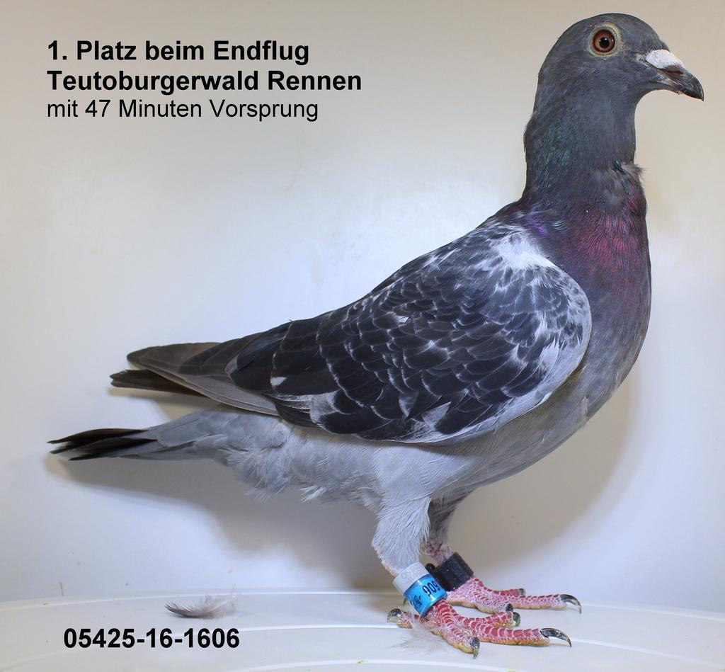 Teutoburgerwald Taubenrennen Taube 05425-16-1606 1. Preis b.