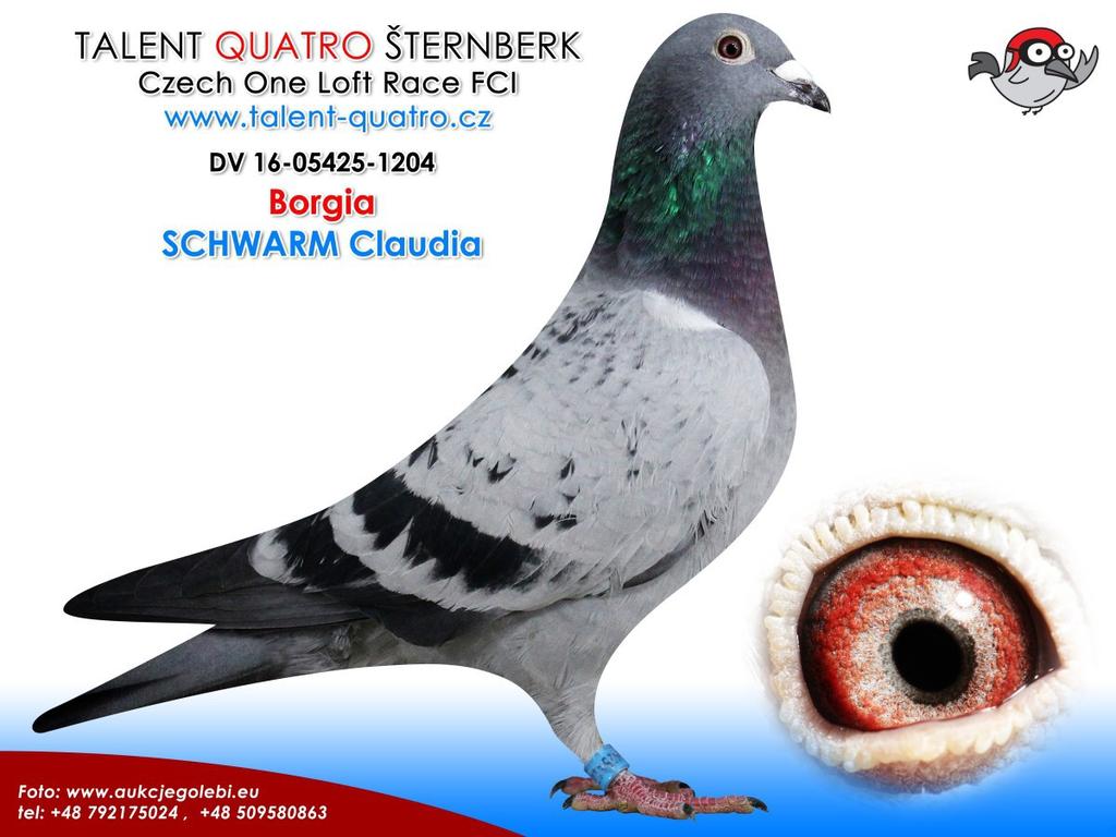 Talent Quatro Sternberk (CZ) Taube 05425-16-1222 (Lavirco) 86. Konkurs beim Endflug 420 km / 919 Tauben 22. AS-Taube in der Gesamtwertung bei ca. 1100 Tauben 35.