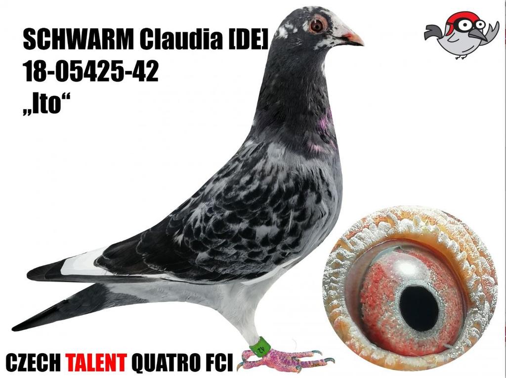 Talent Quatro Sternberk (CZ) 1., 12., 58.,... Konkurs 1. Preisflug 113 km/1367 Tauben 11., 159., 218,... Konkurs 2. Preisflug 160 km/1183 Tauben 66.
