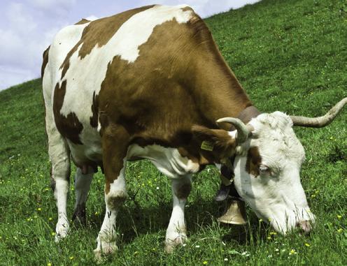 5 Rinder Futterprogramm L 3 Biologischer Kälberstarter, enthält alle erforderlichen Mineralstoffe und Vitamine 17 % Eiweiß 10,5 MJ ME