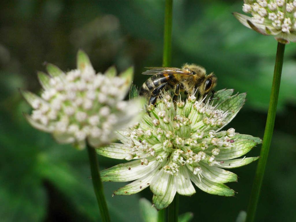 Artenschwund: Insekten, allgemein Dtl.